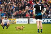 18 May 2019; Karl O'Connell and Rory Beggan of Monaghan watches as a dog runs across the pitch during the Ulster GAA Football Senior Championship quarter-final match between Cavan and Monaghan at Kingspan Breffni in Cavan. Photo by Oliver McVeigh/Sportsfile