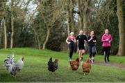 1 February 2020; A general view of chickens during the Borrisokane parkrun in partnership with Vhi. Parkrun Ireland in partnership with Vhi added a new parkrun at Borrisokane Town Park on Saturday, 1st February, with the introduction of the Borrisokane parkrun at Borrisokane Town Park, Killeen, Borrisokane, Co. Tipperary. parkruns take place over a 5km course weekly, are free to enter and are open to all ages and abilities, providing a fun and safe environment to enjoy exercise. To register for a parkrun near you visit www.parkrun.ie. Photo by Michael P Ryan/Sportsfile