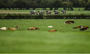 23 August 2020; A view of the field during the Owenstown Stud Stakes at Naas Racecourse in Naas, Kildare. Photo by Seb Daly/Sportsfile