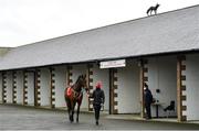 15 March 2021; Jenny Flex is led around the pre-parade ring prior to the 2m 1f 4-y-o Fillies Point-to-Point INH Flat Race at Punchestown Racecourse in Kildare. Photo by Seb Daly/Sportsfile