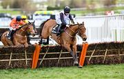 17 March 2021; Bob Olinger, with Rachael Blackmore up, jump the last on their way to winning The Ballymore Novices' Hurdle Race on day 2 of the Cheltenham Racing Festival at Prestbury Park in Cheltenham, England. Photo by Hugh Routledge/Sportsfile