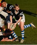 19 January 2023; Jack Kelly of Ardscoil na Tríonóide during the Bank of Ireland Fr Godfrey Cup Second Round match between St Fintan's High School and Ardscoil na Tríonóide at Old Belvedere RFC in Dublin. Photo by Harry Murphy/Sportsfile