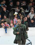 7 September 2013; Lothar Nuschketat, Ballymote with his Bald eagle from North America named Alaska at the Connacht v Zebre game. Celtic League 2013/14, Round 1, Connacht v Zebre, Sportsground, Galway. Picture credit: Ray Ryan / SPORTSFILE