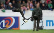 7 September 2013; Lothar Nuschketat, Ballymote with his Bald eagle from North America named Alaska at the Connacht v Zebre game. Celtic League 2013/14, Round 1, Connacht v Zebre, Sportsground, Galway. Picture credit: Ray Ryan / SPORTSFILE