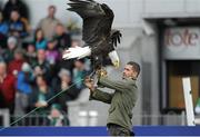 7 September 2013; Alex Nuschketat, Ballymote, with his Bald eagle from North America named Alaska at the Connacht v Zebre game. Celtic League 2013/14, Round 1, Connacht v Zebre, Sportsground, Galway. Picture credit: Ray Ryan / SPORTSFILE
