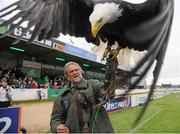 7 September 2013; Lothar Nuschketat, Ballymote with his Bald eagle from North America named Alaska at the Connacht v Zebre game. Celtic League 2013/14, Round 1, Connacht v Zebre, Sportsground, Galway. Picture credit: Ray Ryan / SPORTSFILE