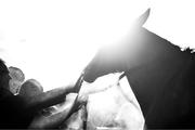 28 December 2024; (EDITOR'S NOTE; Image has been converted to black & white) Home By The Lee after winning the Savills Hurdle (Grade 1) 4-y-o plus on day three of the Leopardstown Christmas Festival at Leopardstown Racecourse in Dublin. Photo by David Fitzgerald/Sportsfile