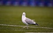 7 January 2025; A seagull inspects the pitch before the Bank of Ireland Leinster Rugby Boys Schools Vinnie Murray Cup 1st Round match between St Columba’s College and Wilson’s Hospital School at Energia Park in Dublin. Photo by Ben McShane/Sportsfile