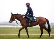 10 March 2025: Jockey Jack Kennedy on Kala Conti ahead of the Cheltenham Racing Festival at Prestbury Park in Cheltenham, England. Photo by Harry Murphy/Sportsfile