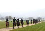 10 March 2025: A string of horses from the Willie Mullins yard ahead of the Cheltenham Racing Festival at Prestbury Park in Cheltenham, England. Photo by Harry Murphy/Sportsfile