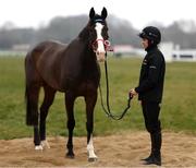 10 March 2025: Jockey Rachael Blackmore with Workahead ahead of the Cheltenham Racing Festival at Prestbury Park in Cheltenham, England. Photo by Harry Murphy/Sportsfile