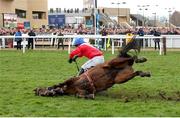 12 March 2025; Quilixios, unseats rider Darragh O'Keeffe as he falls at the last during The BetMGM Queen Mother Champion Steeple Chase on day two of the Cheltenham Racing Festival at Prestbury Park in Cheltenham, England. Photo by Harry Murphy/Sportsfile