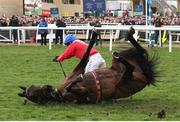 12 March 2025; Quilixios unseats rider Darragh O'Keeffe as he falls at the last during The BetMGM Queen Mother Champion Steeple Chase on day two of the Cheltenham Racing Festival at Prestbury Park in Cheltenham, England. Photo by Harry Murphy/Sportsfile