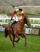 12 March 2025; Jazzy Matty, with Danny Gilligan up, after winning The Debenhams Johnny Henderson Grand Annual Handicap Steeple Chase Challenge Cup on day two of the Cheltenham Racing Festival at Prestbury Park in Cheltenham, England. Photo by David Fitzgerald/Sportsfile