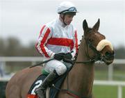 30 January 2005; Hi Cloy, withTimmy Murphy up, canters to the start of the Byrne Group Plc Tied Cottage Steeplechase. Punchestown Racecourse, Co. Kildare. Picture credit; David Maher / SPORTSFILE