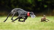 29 December 2013; Seven Seas turns the hare to beat Knockout Kate in the The Ramble Inn Oaks Trial Stake during the second day of the Abbeyfeale Coursing Meeting in Co. Limerick. Picture credit: Stephen McCarthy / SPORTSFILE