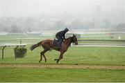 12 March 2014; Benefficient, with Davy Russell up, on the gallops ahead of the Ryanair Chase on Thursday. Cheltenham Racing Festival 2014. Prestbury Park, Cheltenham, England. Picture credit: Barry Cregg / SPORTSFILE