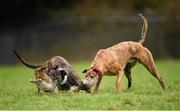 30 December 2014; Cooga Jonjo, white collar, turns the hare to beat Derrylough Henry in the Corn na Feile Puppy Stake during the Abbeyfeale Coursing Meeting in Co. Limerick. Picture credit: Stephen McCarthy / SPORTSFILE