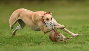 30 December 2014; Bedford Banker in action during the Derby Trial Stake at the Abbeyfeale Coursing Meeting in Co. Limerick. Picture credit: Stephen McCarthy / SPORTSFILE