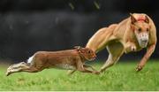 30 December 2014; Cash Call in action during the Derby Trial Stake at the Abbeyfeale Coursing Meeting in Co. Limerick. Picture credit: Stephen McCarthy / SPORTSFILE