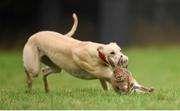 30 December 2014; Bluebird Lola in action during the Oaks Trial Stake at the Abbeyfeale Coursing Meeting in Co. Limerick. Picture credit: Stephen McCarthy / SPORTSFILE