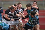 11 February 2015; PBC and Castletroy College players tussle off the ball during the game. SEAT Munster Schools Senior Cup Quarter-Final, Castletroy College v Presentation Brothers College. Thomond Park, Limerick. Picture credit: Diarmuid Greene / SPORTSFILE