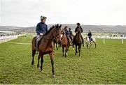 11 March 2015; Djakadam ahead of the day's racing. Cheltenham Racing Festival 2015, Prestbury Park, Cheltenham, England. Picture credit: Ramsey Cardy / SPORTSFILE