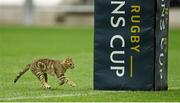 19 April 2015; A stray cat runs along the pitch. European Rugby Champions Cup Semi-Final, RC Toulon v Leinster. Stade Vélodrome, Marseilles, France. Picture credit: Brendan Moran / SPORTSFILE