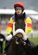 13 March 2009; Madison Du Berlais, with Tom Scudamore up, before the totesport Cheltenham Gold Cup Steeple Chase. Cheltenham Racing Festival, Prestbury Park, Cheltenham, Gloucestershire, England. Picture credit: Stephen McCarthy / SPORTSFILE