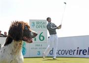 12 May 2009; Penny the dog keeps an eye on the action during the 3 Irish Open Golf Championship practice day. County Louth Golf Club, Baltray, Co. Louth. Picture credit: Paul Mohan / SPORTSFILE