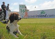 12 May 2009; Penny the dog keeps an eye on John Daly's drive during the 3 Irish Open Golf Championship practice day. County Louth Golf Club, Baltray, Co. Louth. Photo by Sportsfile