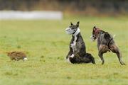 2 February 2010; Cesar Music, white collar, turns the hare to beat Tullamoy King, during Round 2 of the Boylesports.com Derby. 85th National Coursing Meeting - Tuesday, Powerstown Park, Clonmel, Co. Tipperary. Picture credit: Brian Lawless / SPORTSFILE