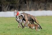 3 February 2010; Mafi Magic, red collar, who beat High and Mighty, to win their quarter final of the Boylesports.com Derby. 85th National Coursing Meeting - Wednesday, Powerstown Park, Clonmel, Co. Tipperary. Picture credit: Brian Lawless / SPORTSFILE