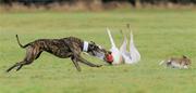 3 February 2010; Prevelence takes a tumble as Adios Alonso, white collar, turns the hare to win their quarter final of the Boylesports.com Derby. 85th National Coursing Meeting - Wednesday, Powerstown Park, Clonmel, Co. Tipperary. Picture credit: Brian Lawless / SPORTSFILE