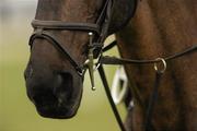 18 March 2010; A general view of horses. Cheltenham Racing Festival - Thursday. Prestbury Park, Cheltenham, Gloucestershire, England. Picture credit: Stephen McCarthy / SPORTSFILE