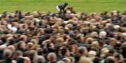 19 March 2010; Puzzlemaster, with Tom Scudamore up, ahead of the JCB Triumph Hurdle. Cheltenham Racing Festival - Friday. Prestbury Park, Cheltenham, Gloucestershire, England. Picture credit: Stephen McCarthy / SPORTSFILE