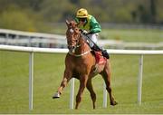 29 April 2016; Shin A Vee, with Johnny Barry up, on their way to winning the KFM Hunters Steeplechase for Bishopscourt Cup. Punchestown, Co. Kildare. Picture credit: Cody Glenn / SPORTSFILE