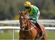 29 April 2016; Shin A Vee, with Johnny Barry up, on their way to winning the KFM Hunters Steeplechase for Bishopscourt Cup. Punchestown, Co. Kildare. Picture credit: Cody Glenn / SPORTSFILE