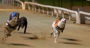 25 August 2001; The eventual winner Fact File, left, leads Tinys Bud, who finished third into the first bend during their second round heat of 2001 paddypower.com Irish Greyhound Derby at Shelbourne Park in Dublin. Photo by Ray McManus/Sportsfile