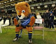 18 December 2010; Leinster mascot Leo The Lion in the sin bin before the start of the game. Heineken Cup, Pool 2, Round 4, Leinster v ASM Clermont Auvergne, Aviva Stadium, Lansdowne Road, Dublin. Picture credit: Matt Browne / SPORTSFILE