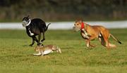 1 February 2011; Killimor Matey, white collar, turns the hare to beat Chancey Sofrano, during the 2nd round of the Boylesports.com Derby. 86th National Coursing Meeting, Powerstown Park, Clonmel, Co. Tipperary. Picture credit: David Maher / SPORTSFILE