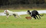 2 February 2011; Sound Pistol, red collar, turns the hare to beat Aghadown Martin, white collar, during the quarter finals of the Boylesports.com Derby. 86th National Coursing Meeting, Powerstown Park, Clonmel, Co. Tipperary. Picture credit: David Maher / SPORTSFILE