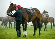 12 March 2012; Jockey Paul Townend and Hurricane Fly on the gallops ahead of the Cheltenham Racing Festival 2012, Prestbury Park, Cheltenham, England. Picture credit: Matt Browne / SPORTSFILE