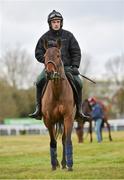 11 March 2013; Quevega, with Ruby Walsh up, on the gallops ahead of the Cheltenham Racing Festival 2013. Prestbury Park, Cheltenham, England. Picture credit: Barry Cregg / SPORTSFILE