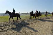 14 March 2013; A general view of horses and jockeys making their way to the gallops ahead of the day's racing. Cheltenham Racing Festival 2013, Prestbury Park, Cheltenham, England. Picture credit: Barry Cregg / SPORTSFILE