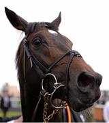 25 May 2013; Magician after winning the Tattersalls Irish 2,000 Guineas. Curragh Racecourse, The Curragh, Co. Kildare. Picture credit: Ray McManus / SPORTSFILE