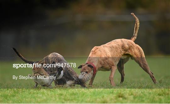 Abbeyfeale Coursing Meeting