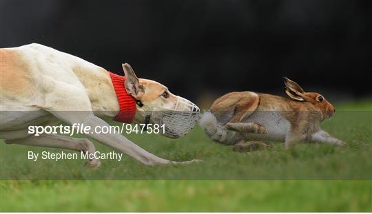 Abbeyfeale Coursing Meeting