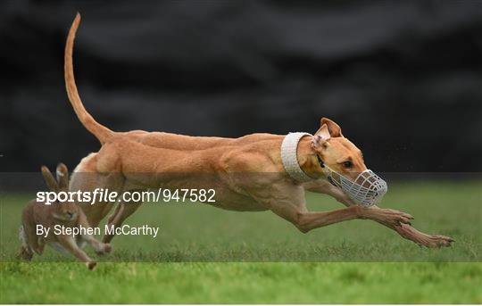 Abbeyfeale Coursing Meeting