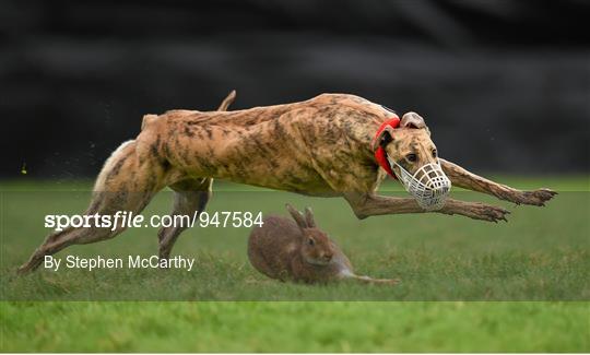 Abbeyfeale Coursing Meeting